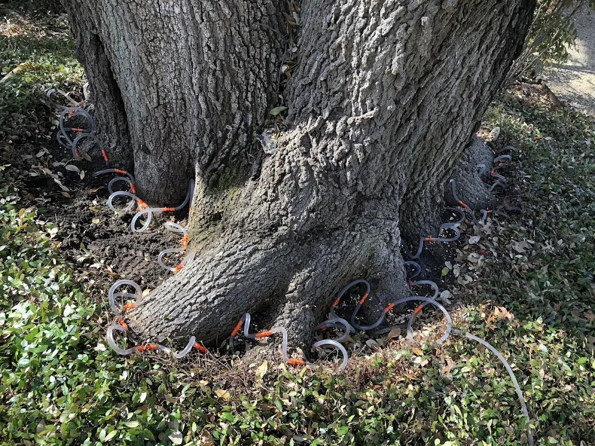 Detailed Tree Cabling and Bracing job site in Uncasville